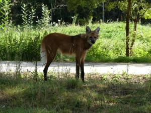 Loup à crinière