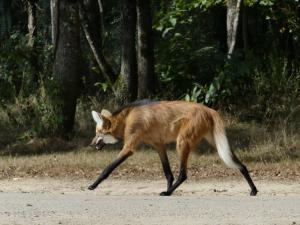Loup à crinière