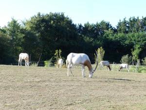 Oryx algazelle