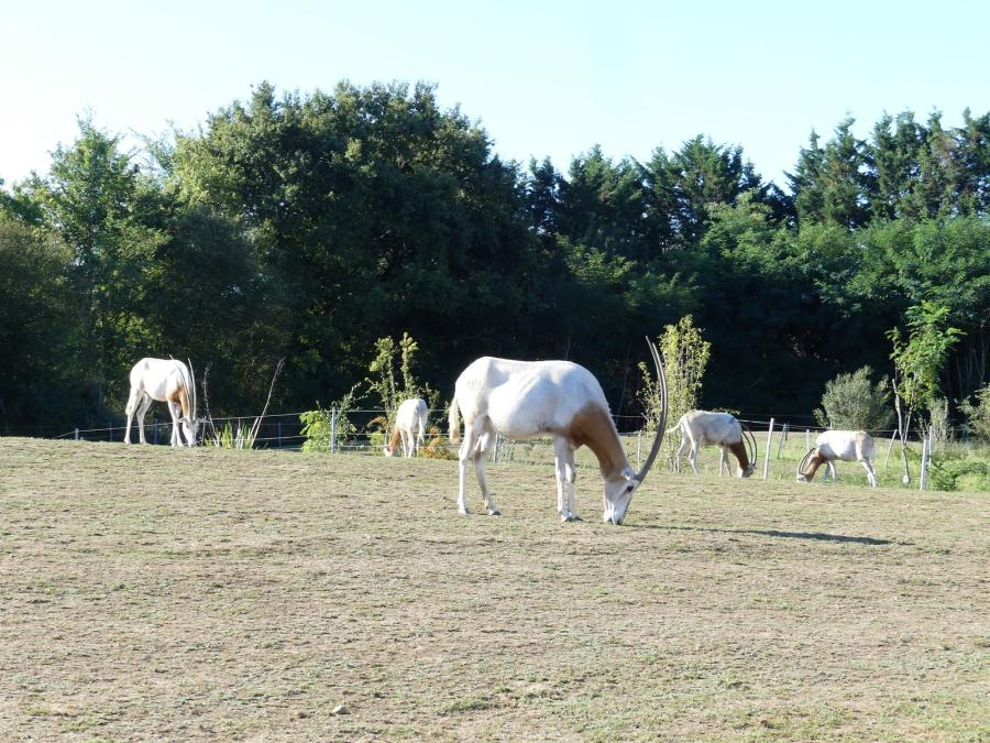 Oryx algazelle
