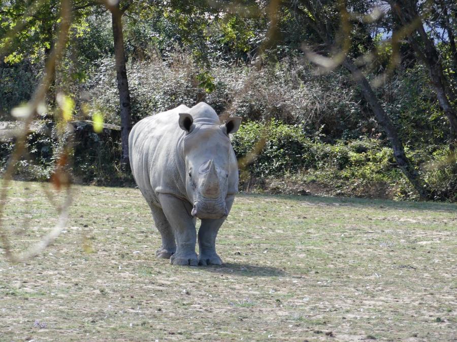 Rhinocéros blanc