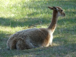 Vigogne
