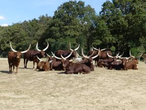 Watusi