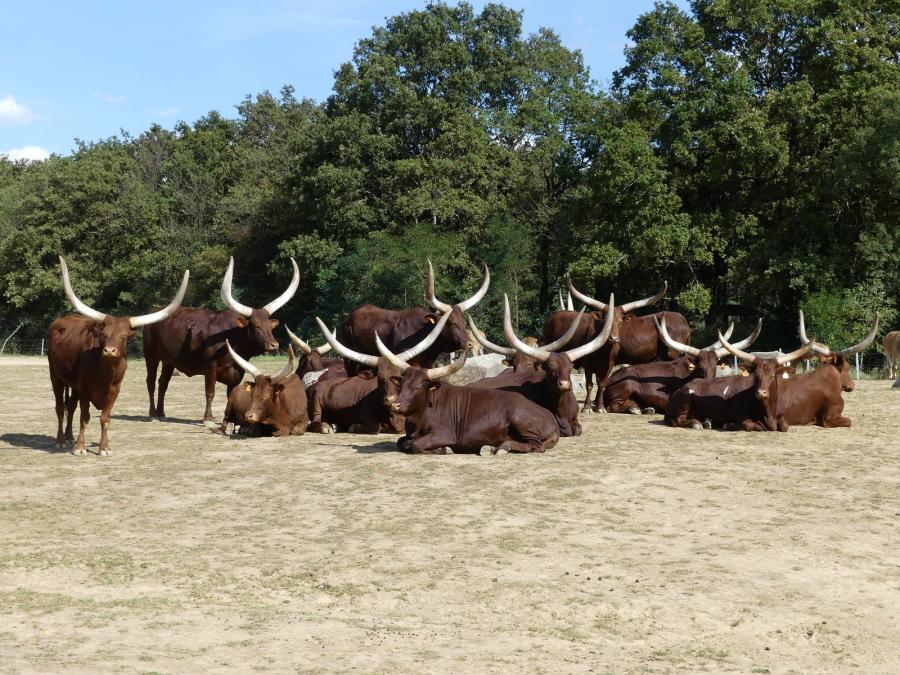 Watusi
