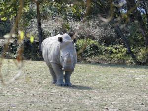Piste Safari