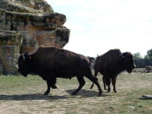 Bison des bois