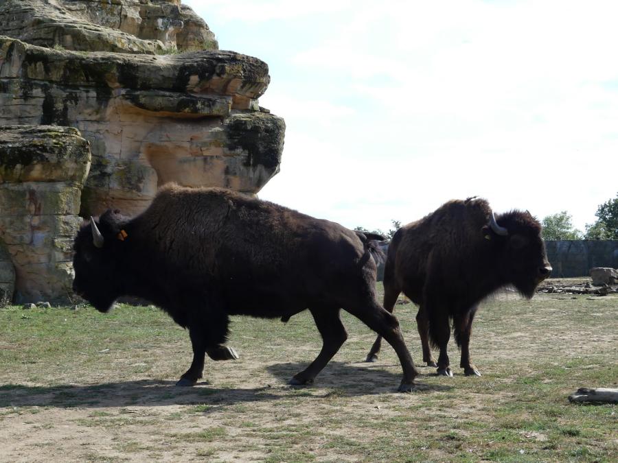 Bison des bois