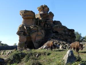 Bison des bois