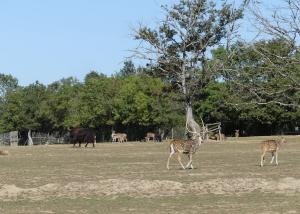 Cerf axis