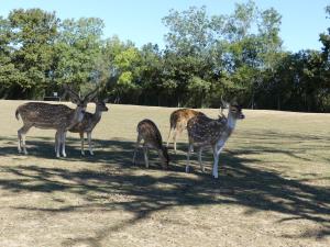 Cerf axis