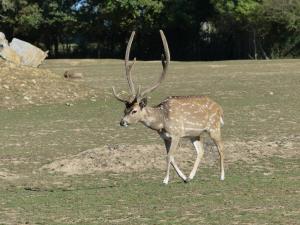 Cerf axis