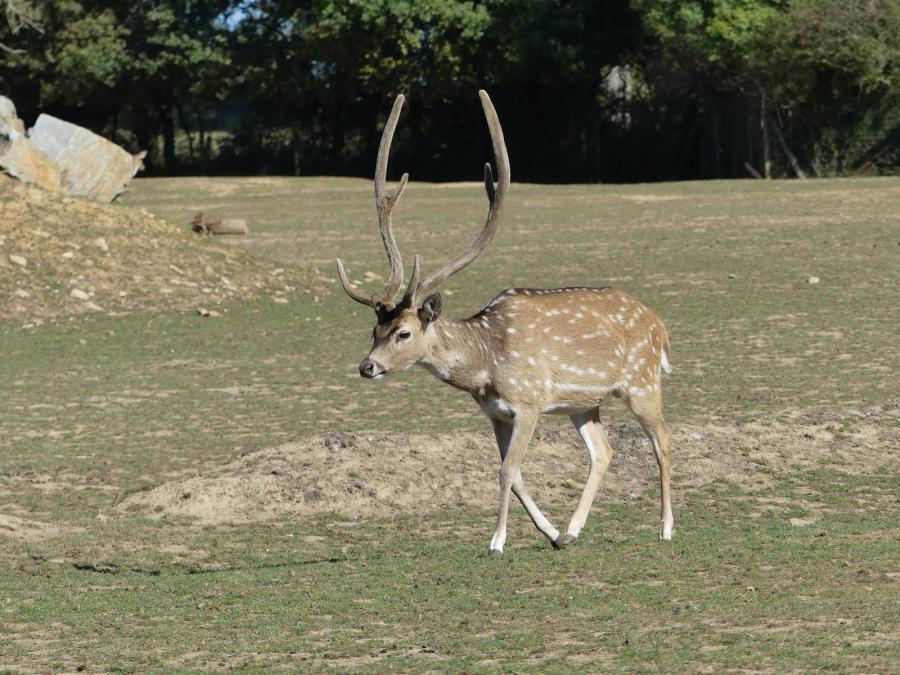 Cerf axis