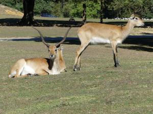 Cobe de Lechwe