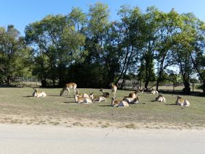 Cobe de Lechwe