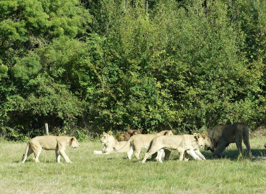 Lion d'Angola