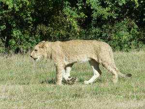 Lion d'Angola