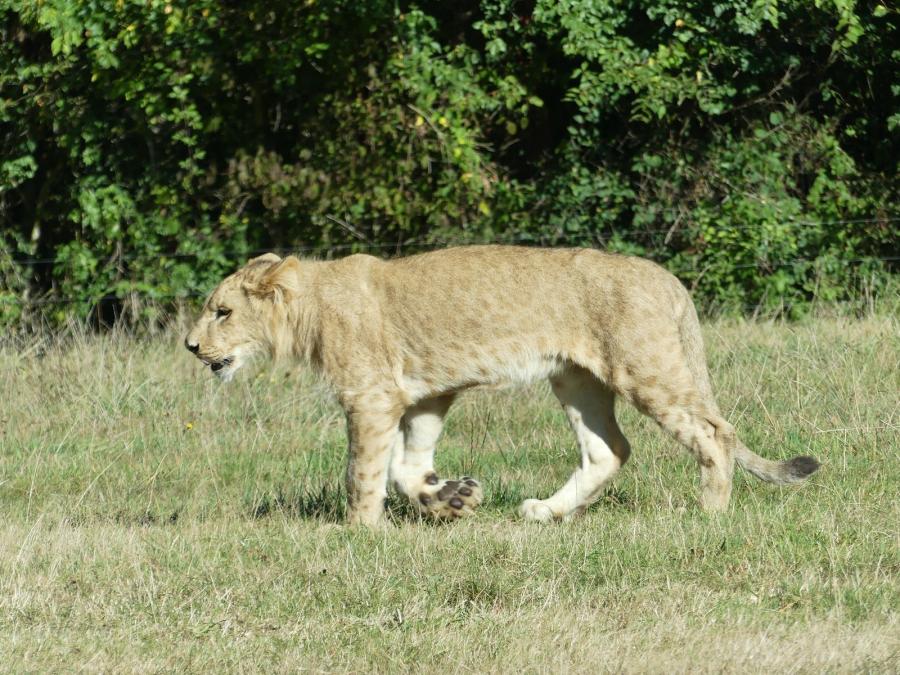 Lion d'Angola