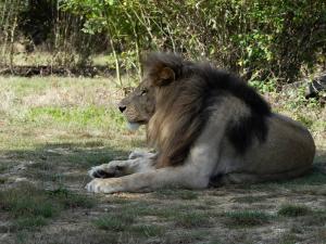 Lion d'Angola