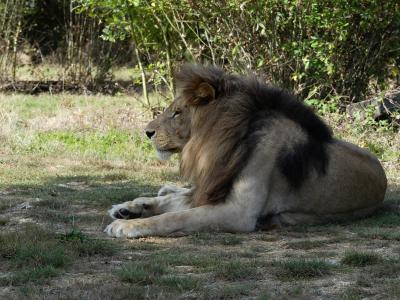 Lion d'Angola - 2023