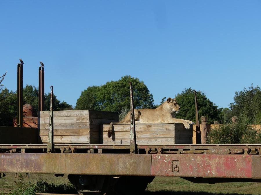 Lion d'Angola