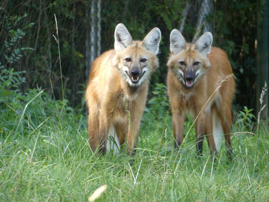 Loup à crinière