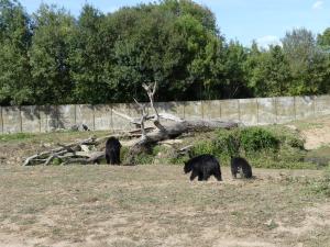 Ours baribal