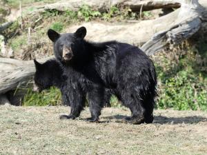 Ours baribal