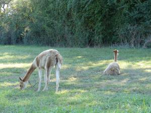 Vigogne