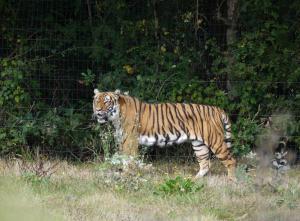 Tigre de Malaisie