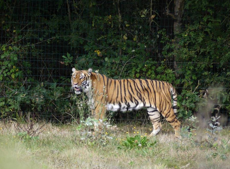 Tigre de Malaisie