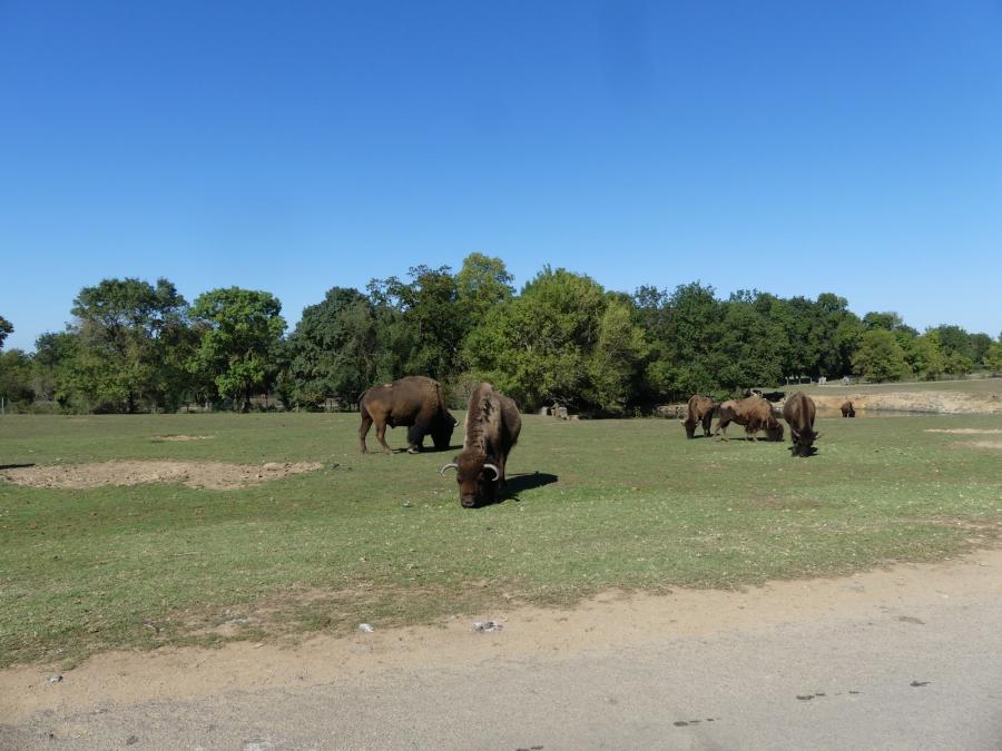 Bison des plaines
