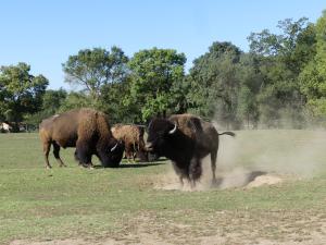 Bison des plaines