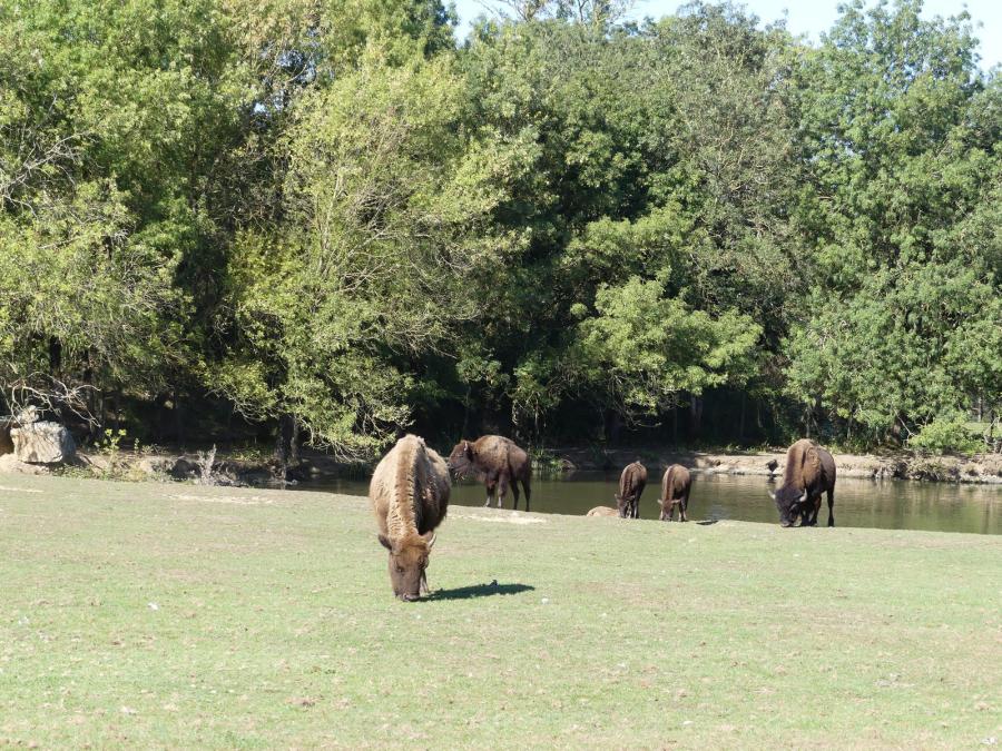 Bison des plaines