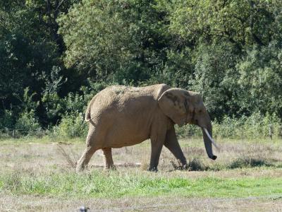 Eléphant d'Afrique - 2023