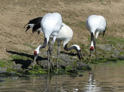 Grue du Japon - 2023