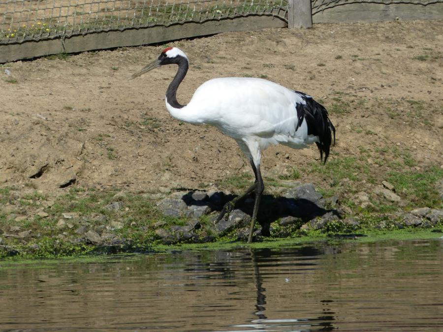 Grue du Japon
