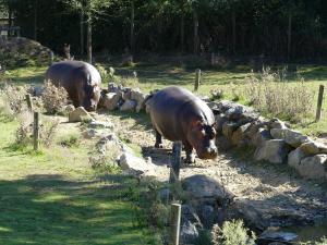 Hippopotame amphibie