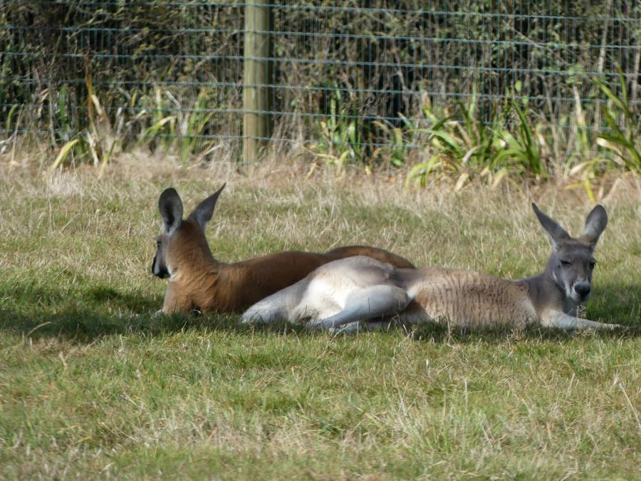 Kangourou roux