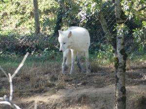 Loup arctique