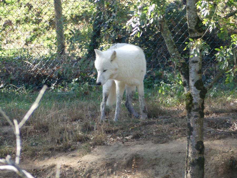 Loup arctique