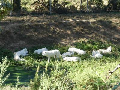 Loup arctique - 2023