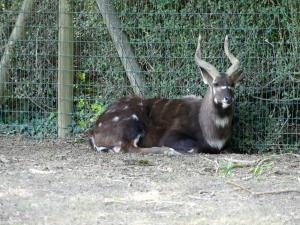 Sitatunga occidental