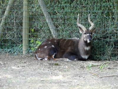 Sitatunga occidental - 2023