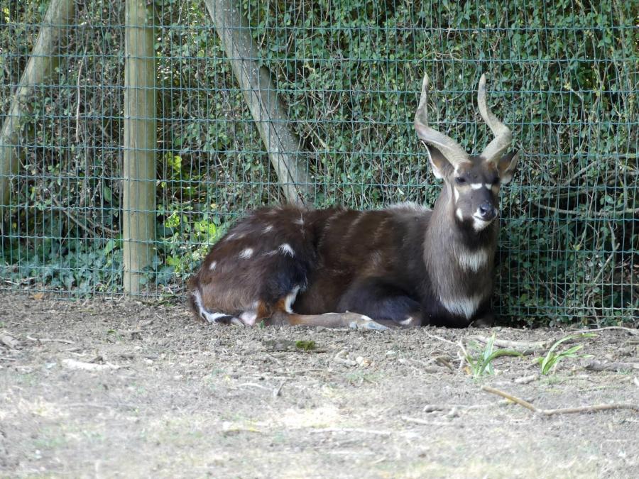 Sitatunga occidental