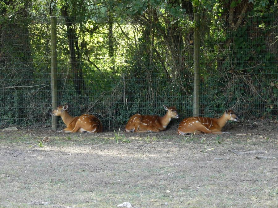 Sitatunga occidental