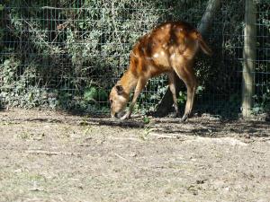 Sitatunga occidental