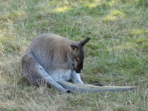 Wallaby de Bennett