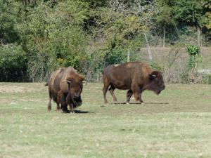 Bison des plaines