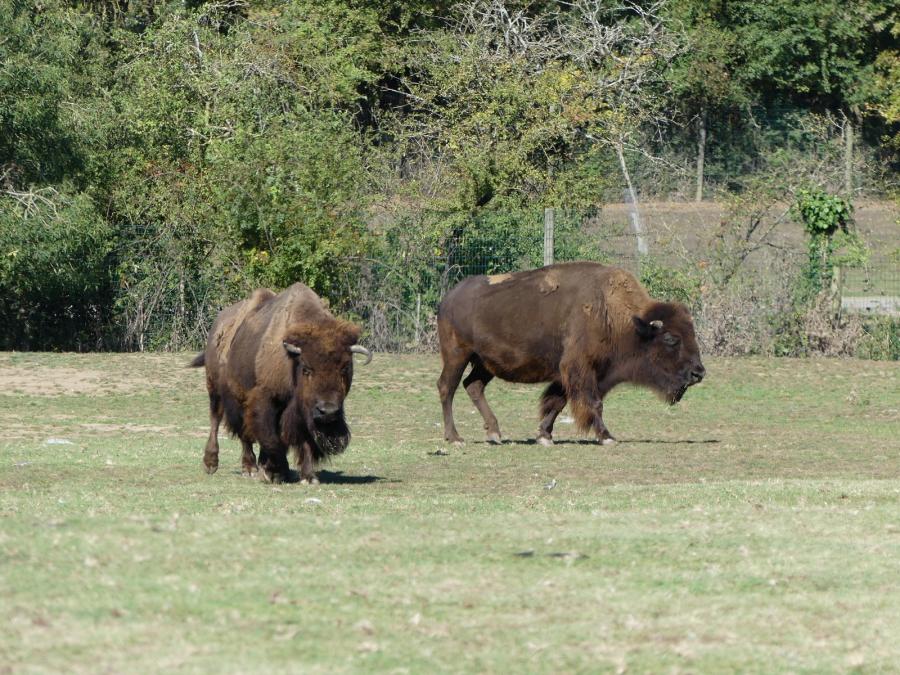 Bison des plaines
