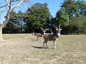 Cerf axis